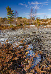 Wall Mural - 557-73 Winter Juniper Shore