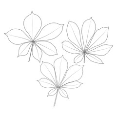 Wall Mural - Set of vector chestnut leaf outline icon. Simple outline chestnut leaves illustration for logo. Realistic hand drawn leaves illustration set on white background.