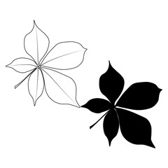 Wall Mural - Set of vector chestnut leaf outline and silhouette black icon. Simple chestnut leaves illustration for logo. Realistic hand drawn leaves illustration set on white background.