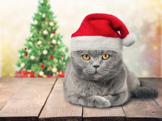 Sticker - Ð¡ute young smart cat pet in santa hat