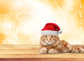 Canvas Print - Ð¡ute young smart cat pet in santa hat