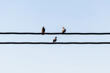 Three Birds On Two Wires, Closeup, With Blue Sky Behind, Arranged As Musical Notes