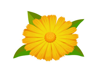 Wall Mural - Vector illustration, Calendula officinalis also called marigold, isolated on white background.