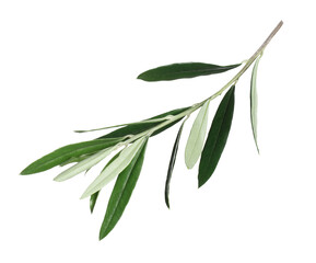  Olive twig with fresh green leaves on white background