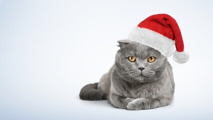 Wall Mural - cute young smart cat pet in santa hat