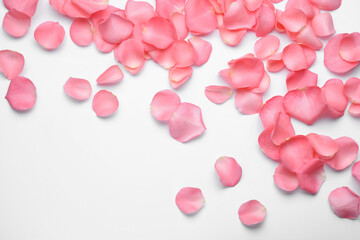 Wall Mural - Beautiful pink rose flower petals on white background, top view