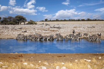 Wall Mural - Image of a herd of Zebra drinking at a waterhole in Etosha with water reflection.