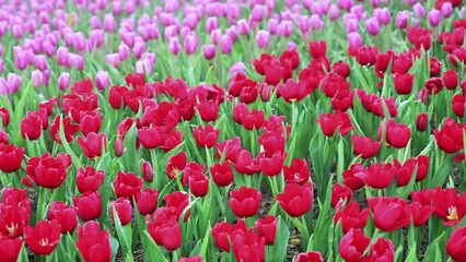 Canvas Print - Tulips and mist in the flower beds look beautiful and fresh at the Chiang Mai Flower Festival, Thailand.