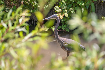 Poster - Great blue heron (Ardea cinerea) stands in a swamp.