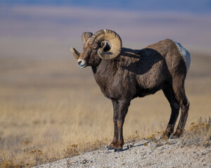 big horn sheep ram