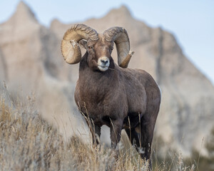 Big Horn Sheep Ram