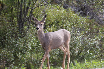 Wall Mural - deer in the woods