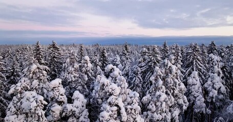 Aerial view in front of dusk lit, snow covered trees polar night in the arctic