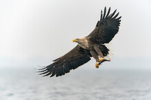 White Tailed Eagle (Haliaeetus Albicilla) Taking A Fish Out Of The Water Of The Oder Delta In Poland, Europe. Polish Eagle. National Bird Poland.                                                       