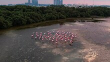 Drone Flyby Over A Flock Of Pink Flamingos
