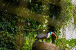 Toucan bird inside zoo enclosure endangered tropical bird colorful beak