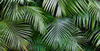 canvas print picture - Baumfarne(Cyatheales) im botanischen Garten Terra Nostra Park,Furnas,Insel Sao Miguel,Azoren,Portugal,