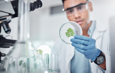hand, science and plant sample with a man doctor working in a laboratory for medical research innova