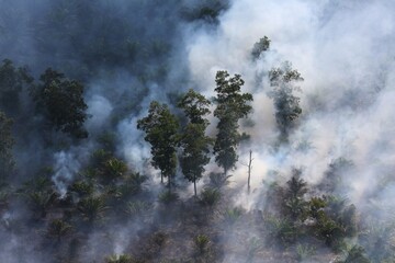 Wall Mural - Smoke rising from a forest fire in Riau