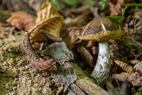 Fototapeta Lawenda - Leccinellum pseudoscabrum mushrooms in the summer. Mushrooms growing in the forest