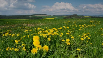 Poster - Vogtland Feld im Frühling