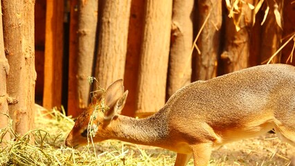 Sticker - dik dik (madoka) small brown antelope chews hay