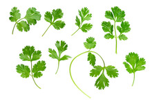 Parsley Herb Isolated On White Background. With Clipping Path. Full Depth Of Field. Focus Stacking