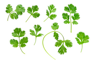 parsley herb isolated on white background. with clipping path. full depth of field. focus stacking