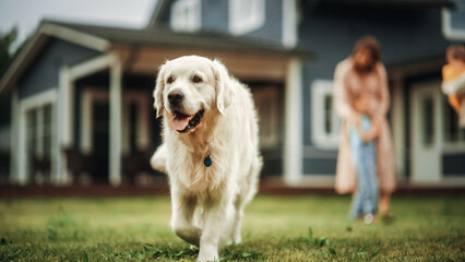 Wall Mural - Portrait of a Happy Young Family Couple with Kids and a Golden Retriever Sitting on a Grass at Home. Cheerful People Looking at Camera and Smiling. Focus on a Dog Walking Away.