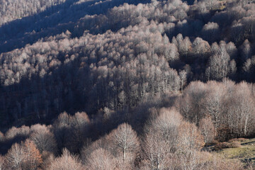 Poster - Trees that have shed their leaves in winter.