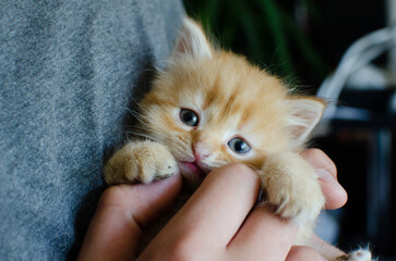 Adorable red kitten with blue eyes