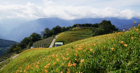 Wall Mural - Orange day lily flower field in Taimali Kinchen Mountain in Taitung