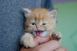 Adorable and smiling red kitten