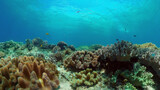 Fototapeta Do akwarium - Underwater fish reef marine. Tropical colorful underwater seascape with coral reef. Panglao, Bohol, Philippines.