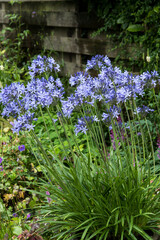 Wall Mural - Agapanthus 'Sandy'