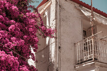 Bougainvillea Outdoor Huge Plant Beautiful Pink Macenta Red Blossom On Old Property House With Metal White Painted Balcony Background