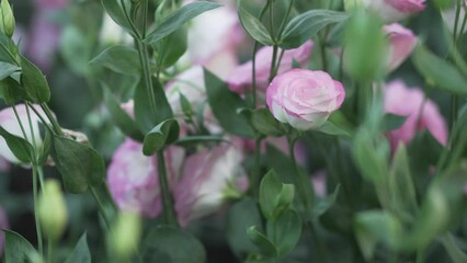 Wall Mural - pink Lisianthus flower plant field horticulture