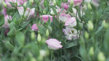 Wall Mural - pink Lisianthus flower plant field horticulture