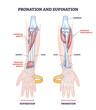 Pronation and supination medical term for hand movement outline diagram. Labeled educational both palm gestures and rotation directions vector illustration. Human muscular and skeletal flexing anatomy