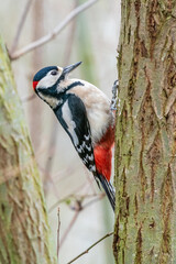 Wall Mural - male great spotted woodpecker 