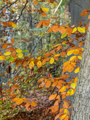 Canvas Print - Herbst