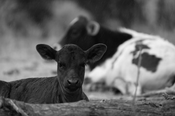 Poster - Calf through wet rain on farm in black and white.