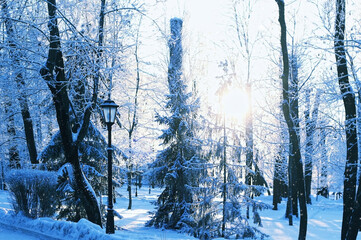 Wall Mural - beautiful winter landscape with lantern and snow covered trees. new year and Christmas atmosphere. winter season. natural background. cold weather