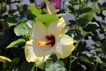 Summer flowers in a city park in Israel.