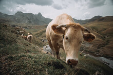 Herd Of Cows Grazing On Pasture
