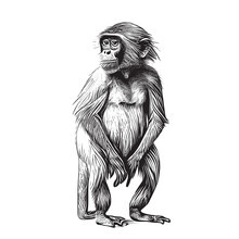 Little Capuchin Monkey Hand Drawn Sketch Vector Illustration