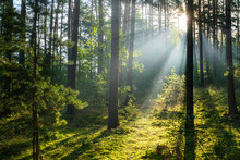Beautiful Sunny Morning In Green Forest
