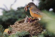 Robin Feeding Chicks