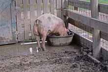 Pig In Pen Drinking, Heritage Park, Calgary, Alberta, Canada