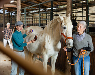 Wall Mural - Aged skilled farmer woman with young female assistant caring white thoroughbred horse in stable combing and cleaning coat with brush